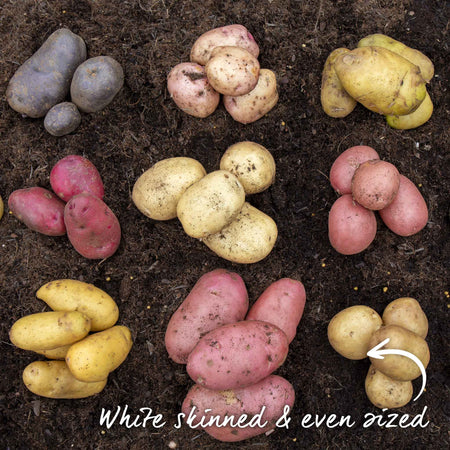 Seed Potato 'Maris Bard'