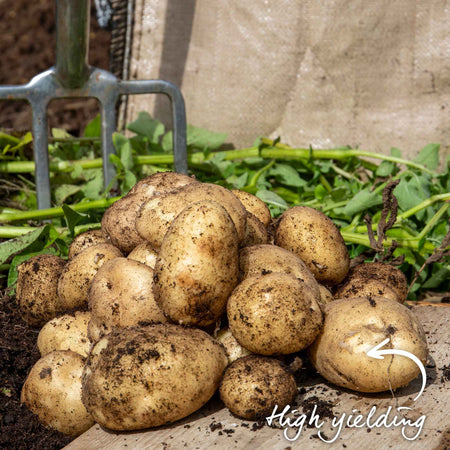 Seed Potato 'Maris Bard'