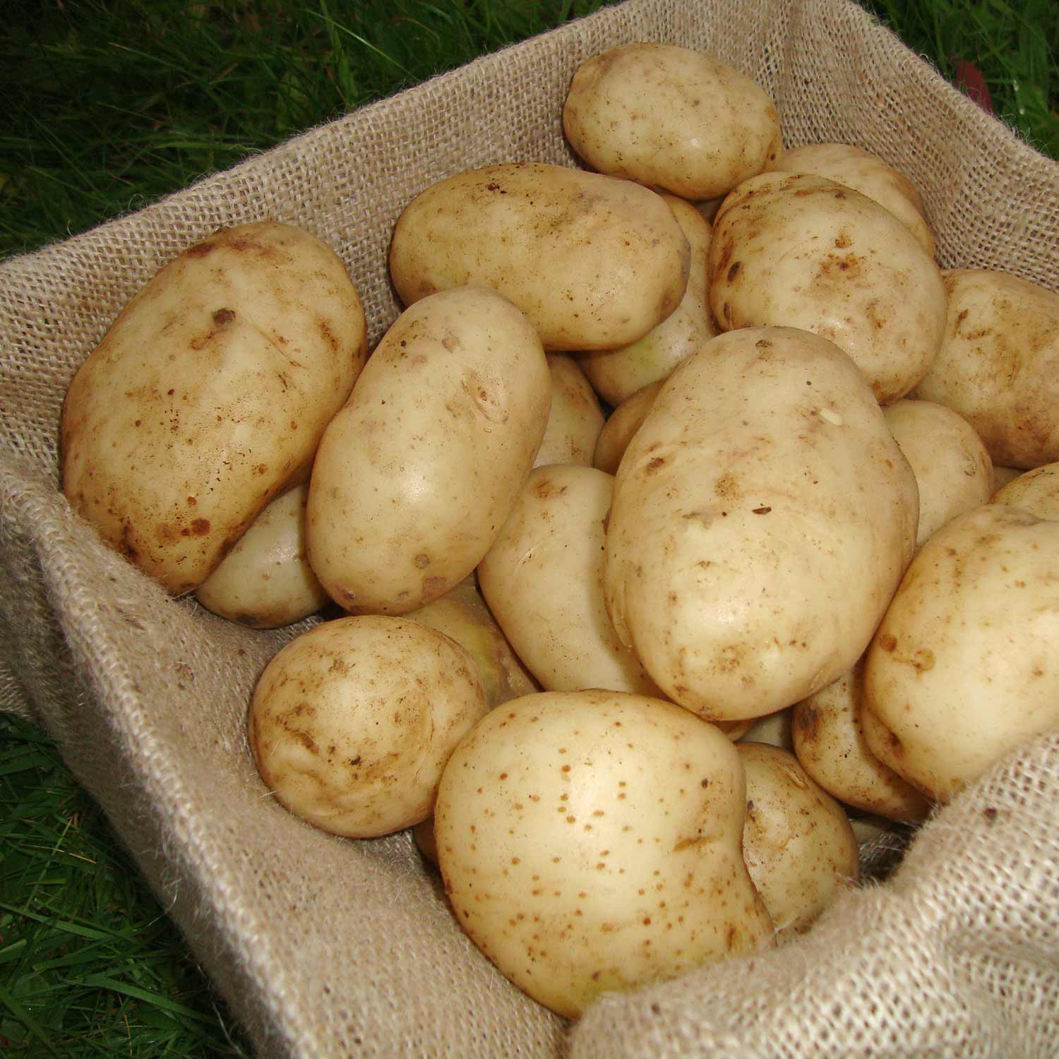 Seed Potato 'Maris Bard' 1kg Buy Seed Potatoes Online Seed