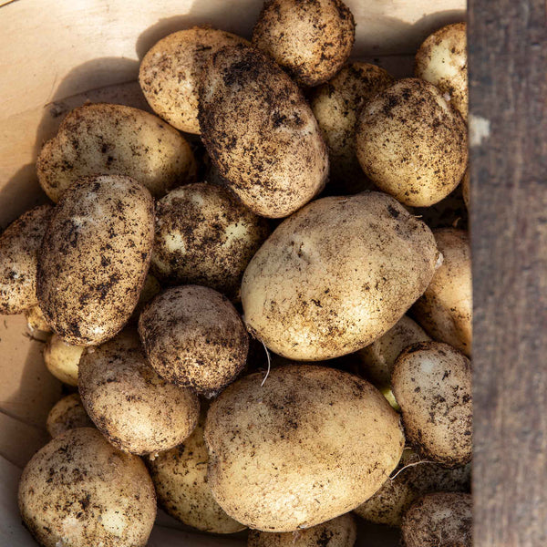 Seed Potato 'Maris Peer'