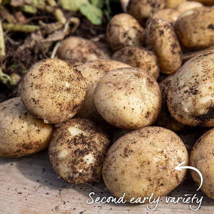 Seed Potato 'Maris Peer'