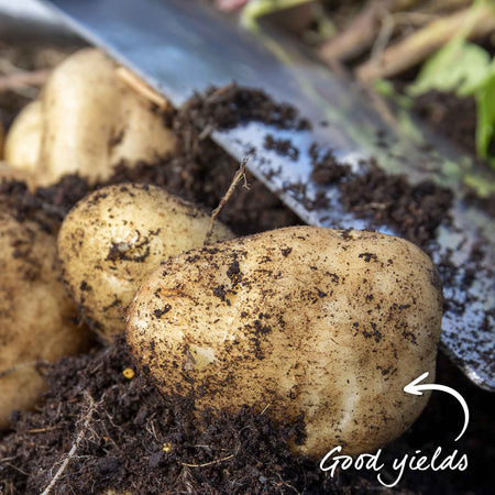 Seed Potato 'Maris Peer' Grow Kit