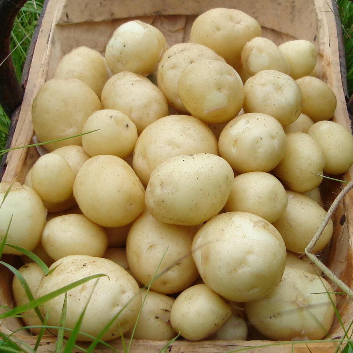 Seed Potato 'Maris Peer' 1kg Buy Seed Potatoes Online Seed