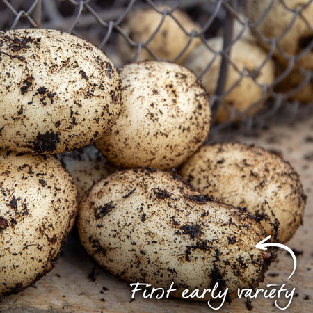 Seed Potato 'Pentland Javelin'