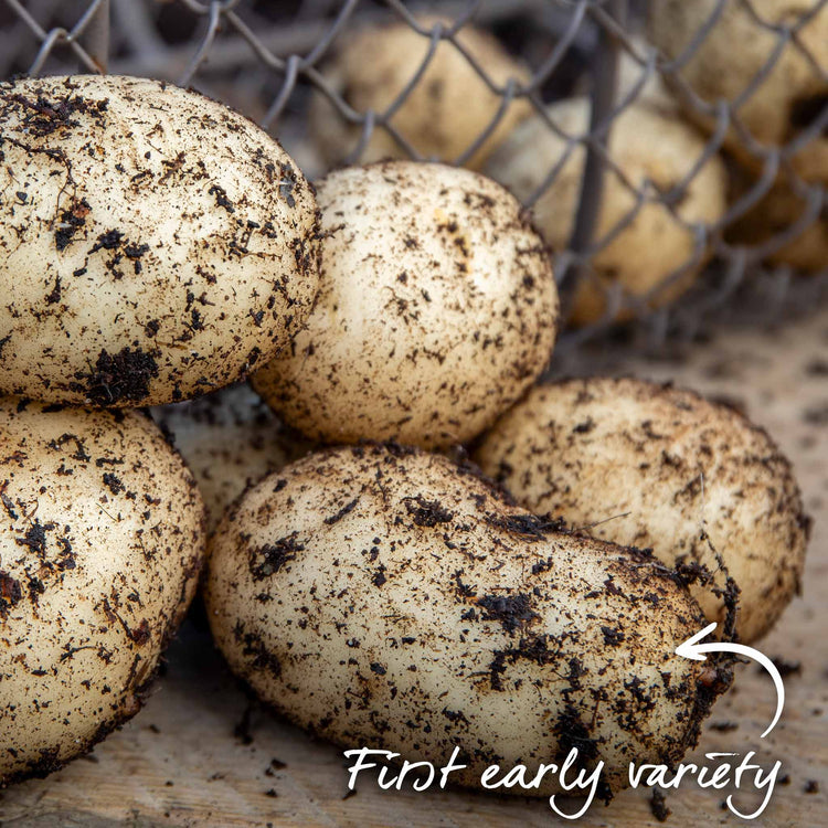 Seed Potato 'Pentland Javelin'