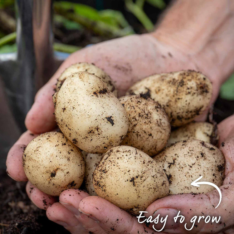 Seed Potato 'Pentland Javelin'