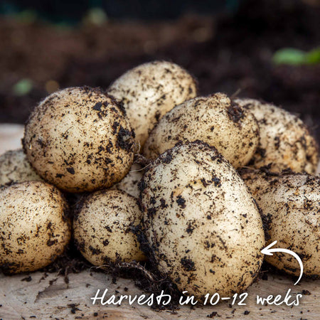 Seed Potato 'Pentland Javelin'