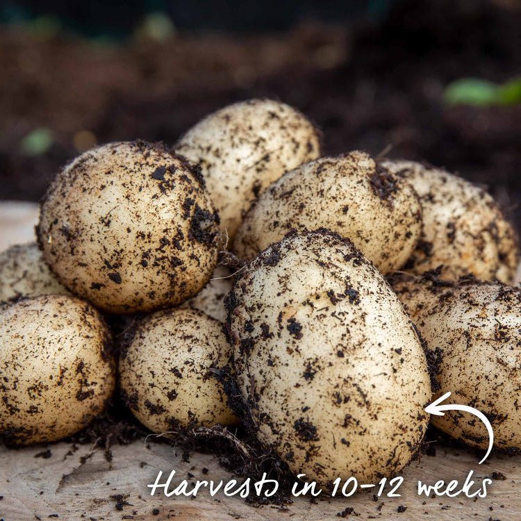 Seed Potato 'Pentland Javelin'