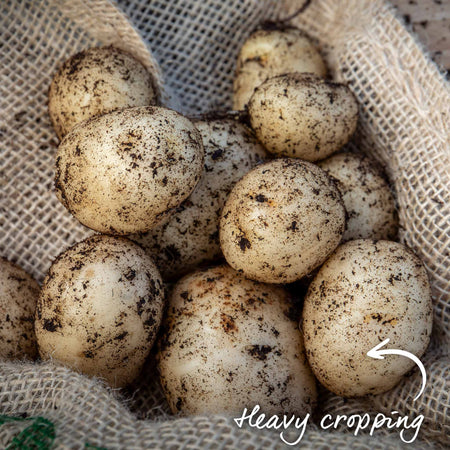 Seed Potato 'Pentland Javelin'