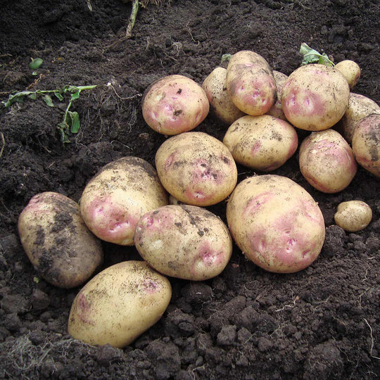 Seed Potato 'picasso' - 1kg 