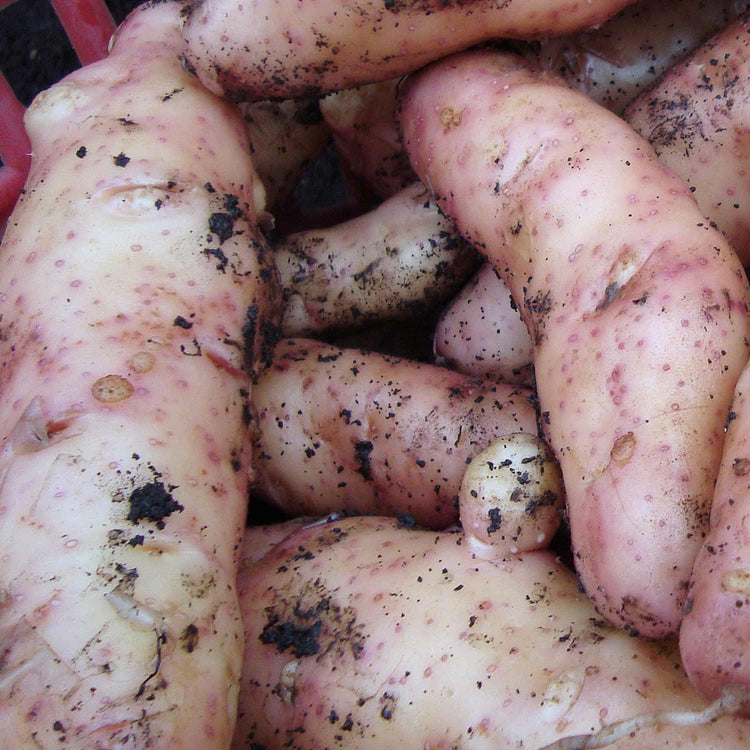 Seed Potato 'Pink Fir Apple'