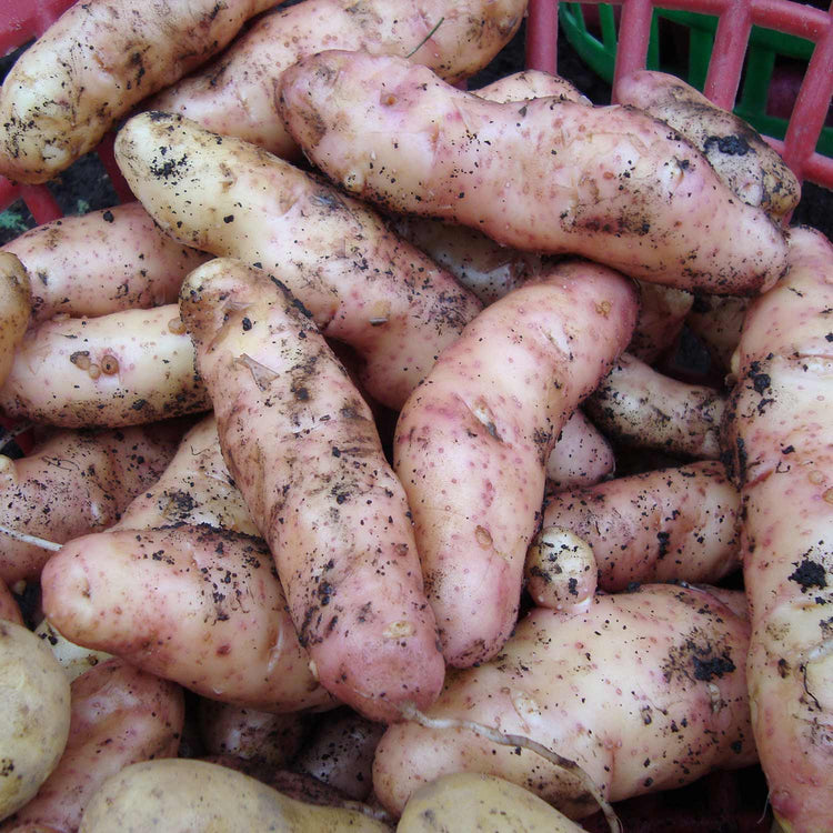 Seed Potato 'Pink Fir Apple'