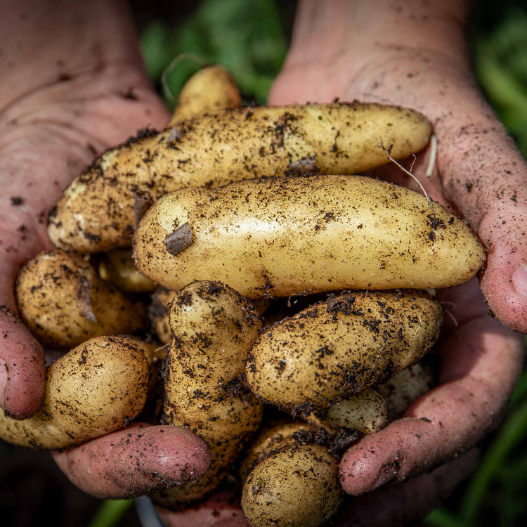 Seed Potato 'Ratte'