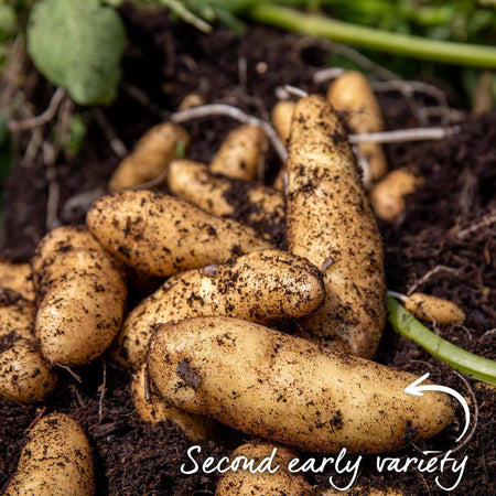 Seed Potato 'Ratte'