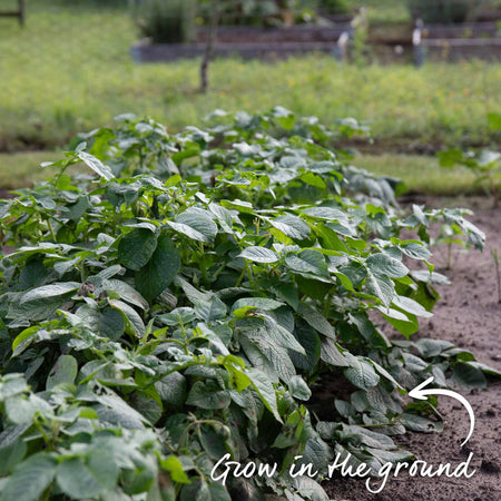 Seed Potato 'Ratte'