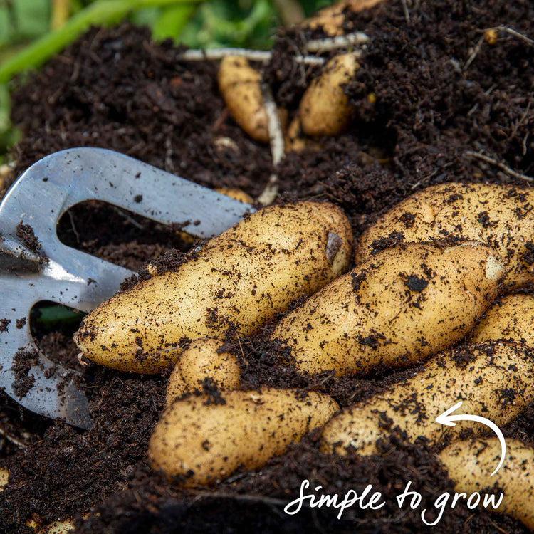 Seed Potato 'Ratte'