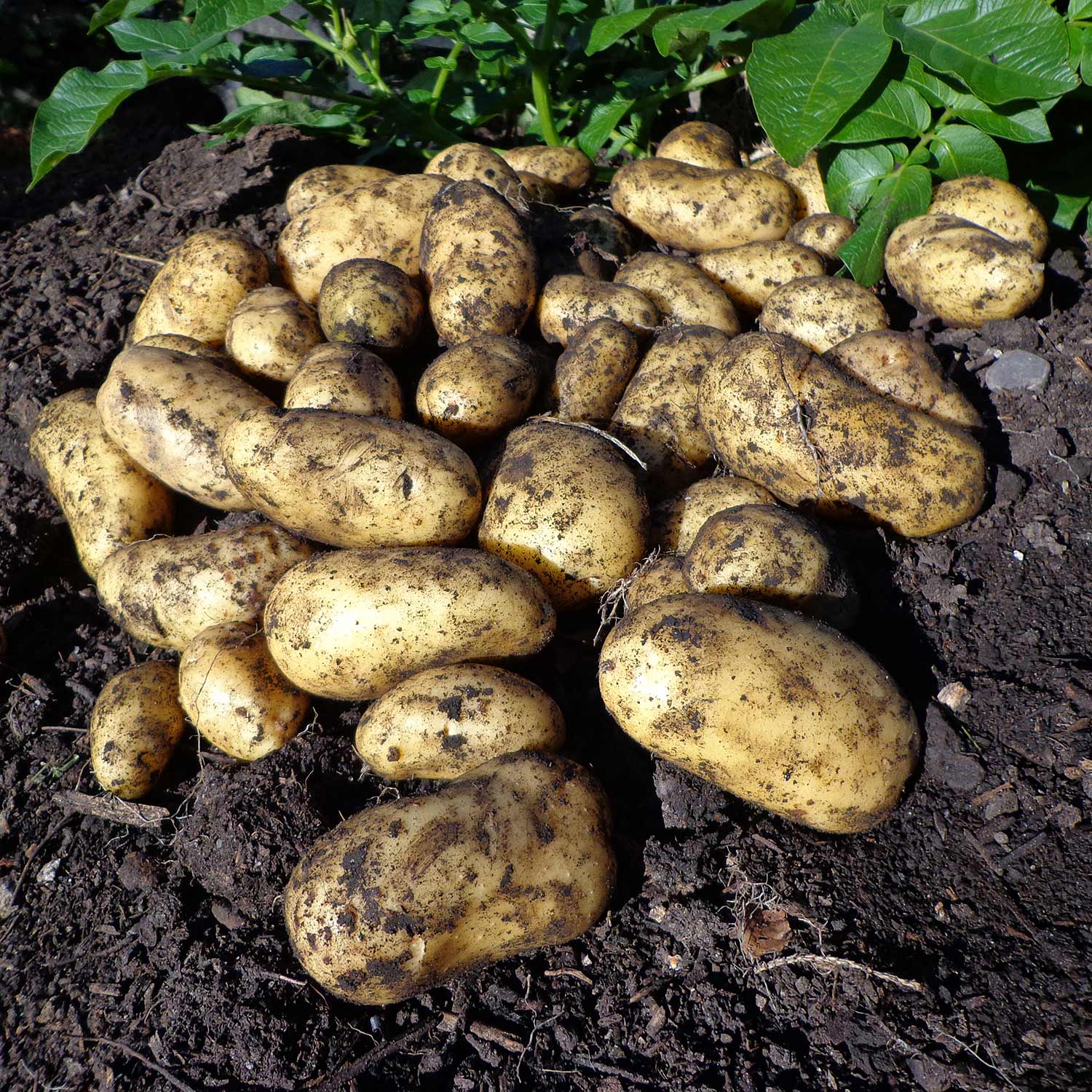 Seed Potato 'Ratte' 1kg Buy Seed Potatoes Online Seed Potatoes
