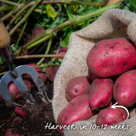 Pre-Chitted Seed Potato 'Red Duke Of York'