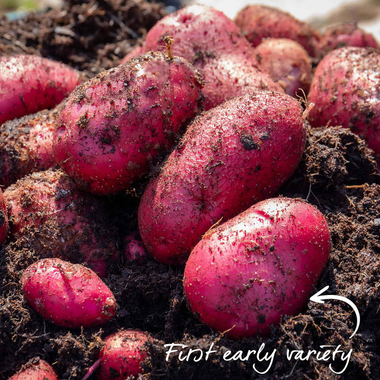 Pre-Chitted Seed Potato 'Red Duke Of York'