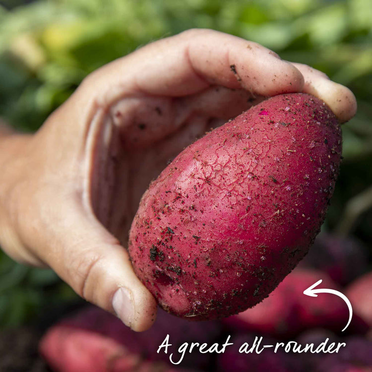 Seed Potato 'Red Duke Of York'