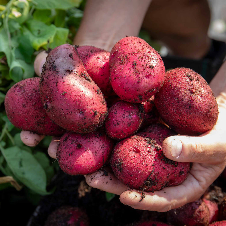 Pre-Chitted Seed Potato 'Red Duke Of York'