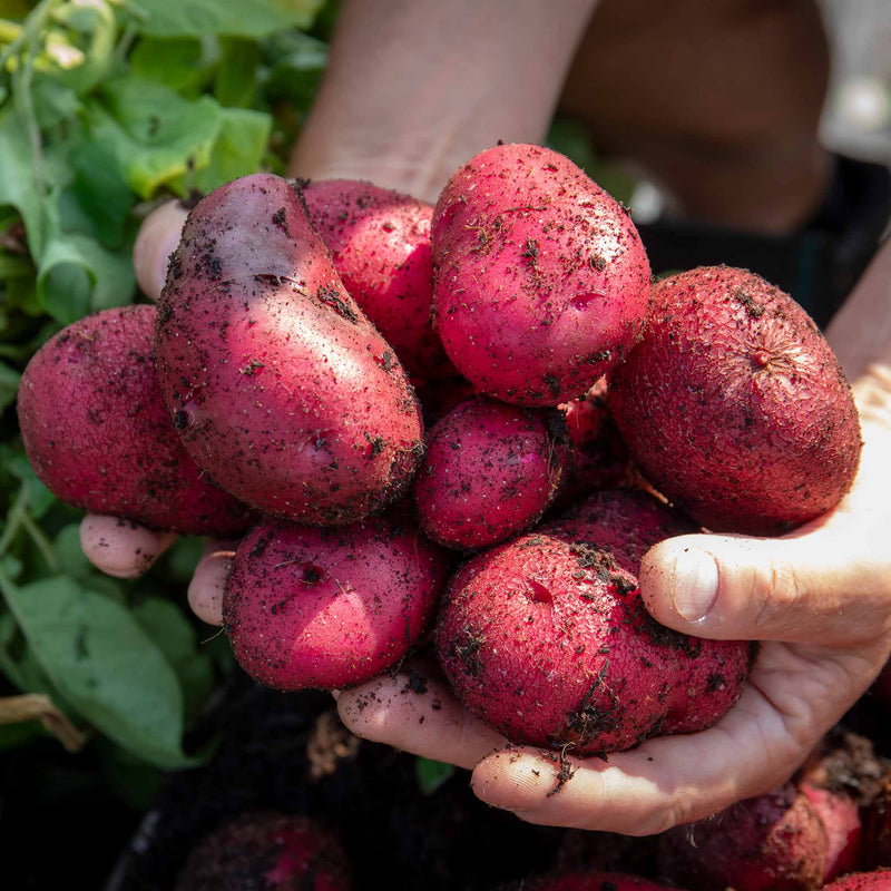 Pre-Chitted Seed Potato 'Red Duke Of York'