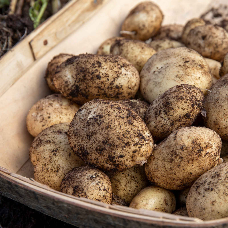 Seed Potato 'Rocket'