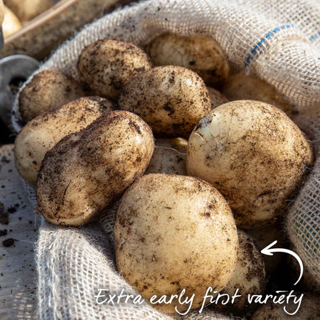 Seed Potato 'Rocket'