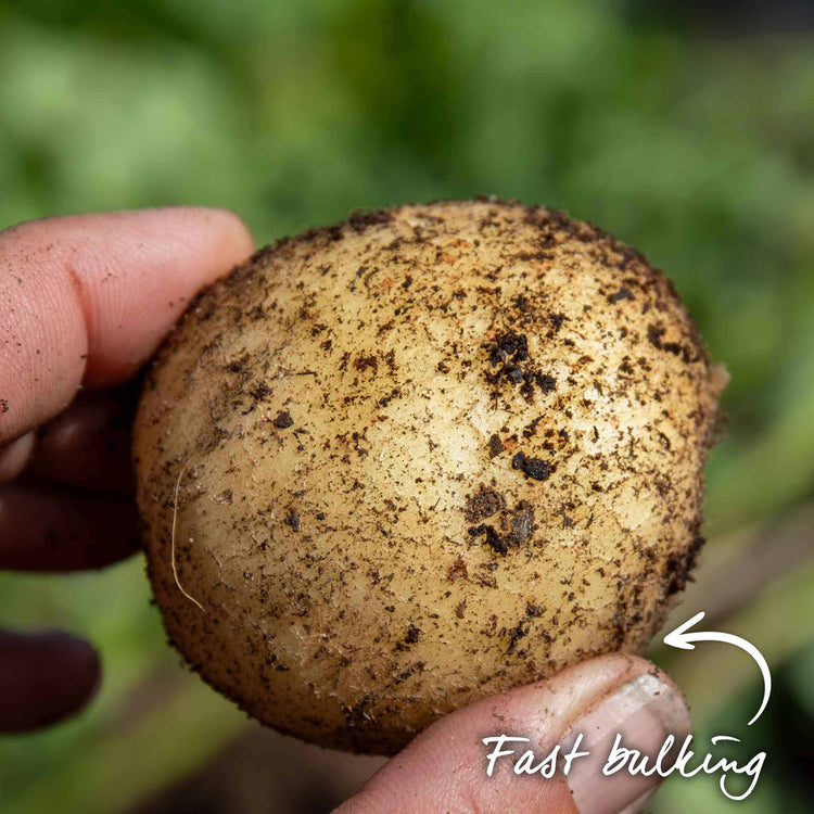 Seed Potato 'Rocket'