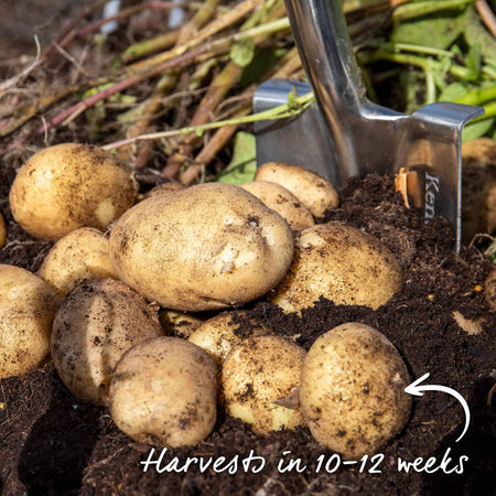 Seed Potato 'Rocket'