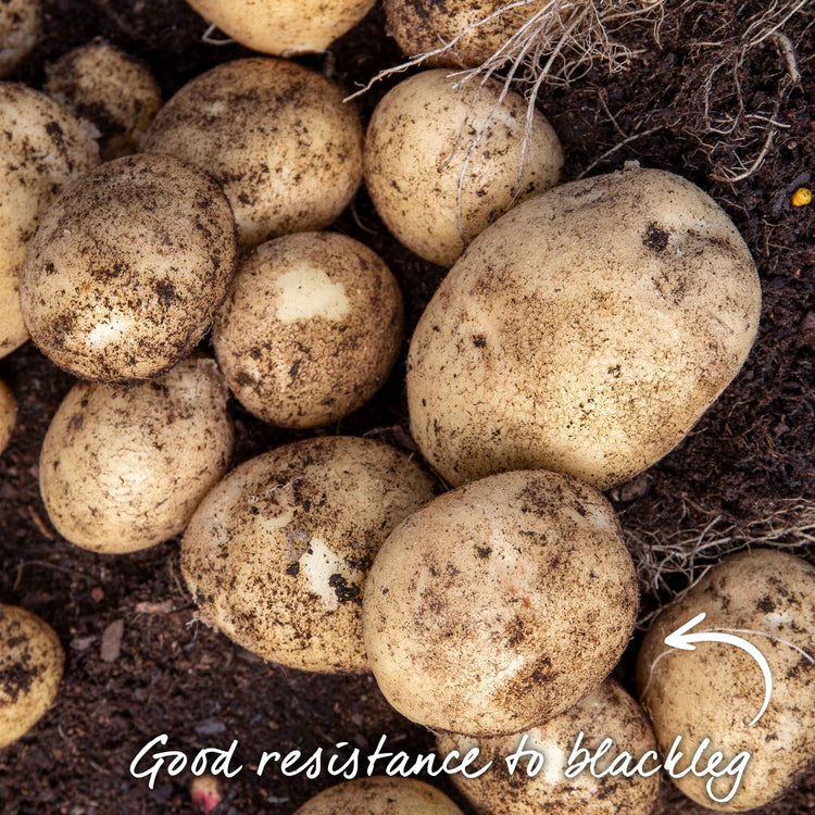 Seed Potato 'Rocket'