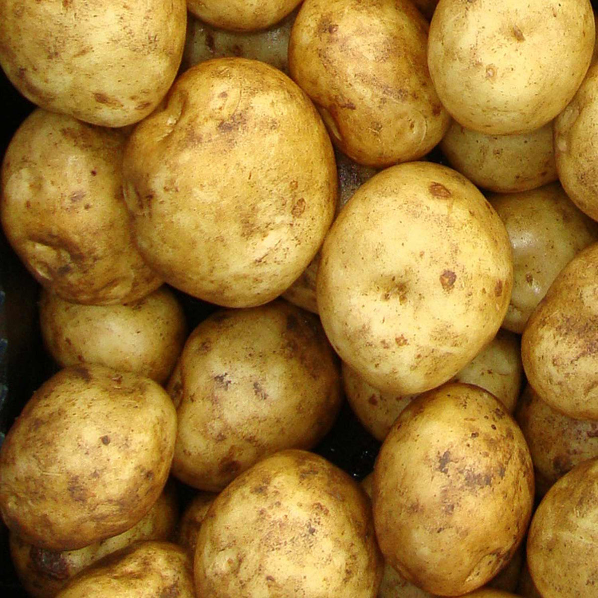 Seed Potato 'Rocket' 1kg Buy Seed Potatoes Online Seed Potatoes