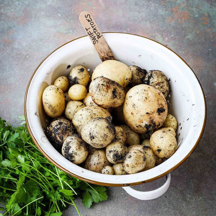 Seed Potato 'Swift' Grow Kit