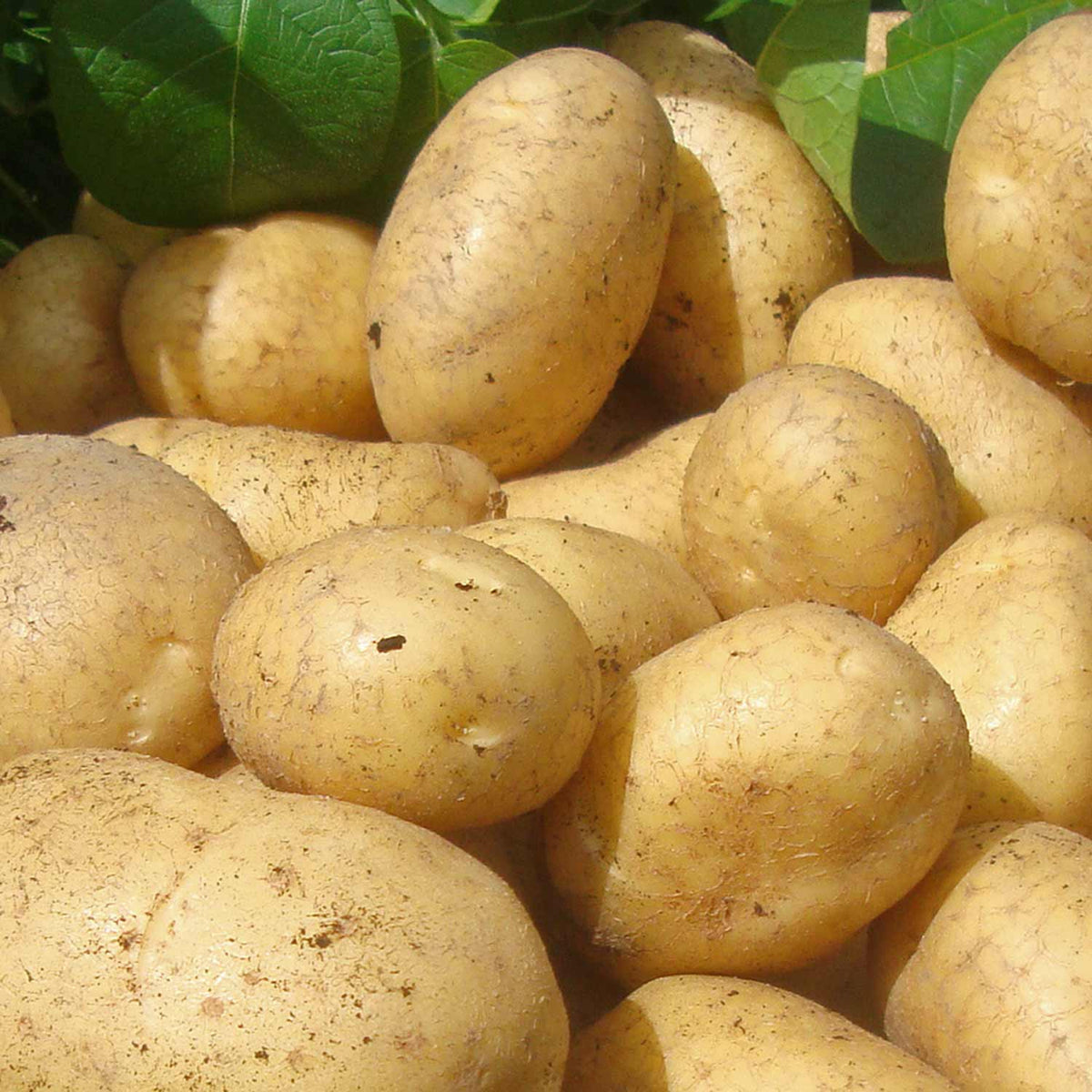 Seed Potato 'Wilja' 1kg Buy Seed Potatoes Online Seed Potatoes