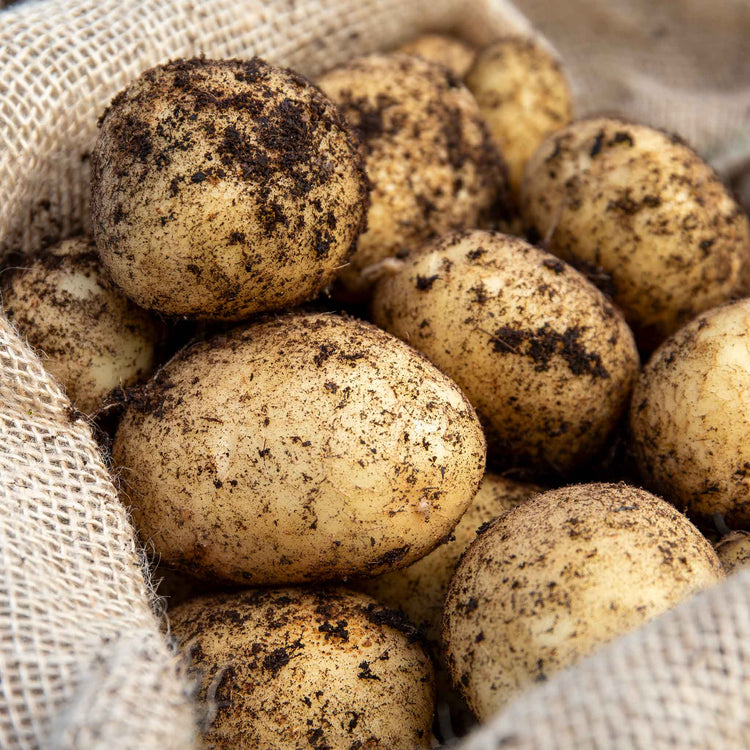 Seed Potato 'McCain Premier'