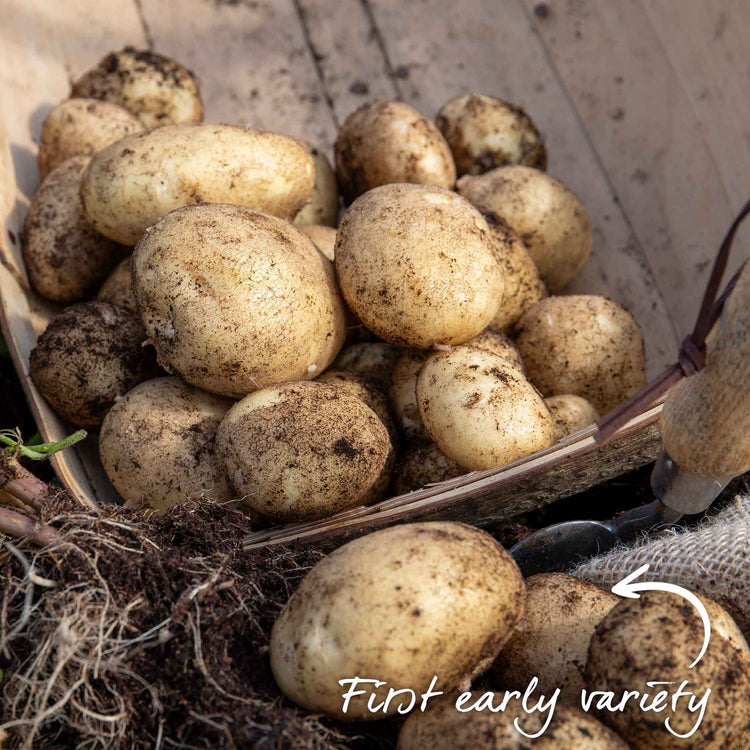 Seed Potato 'McCain Premier'