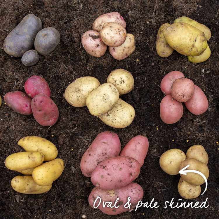 Seed Potato 'McCain Premier'