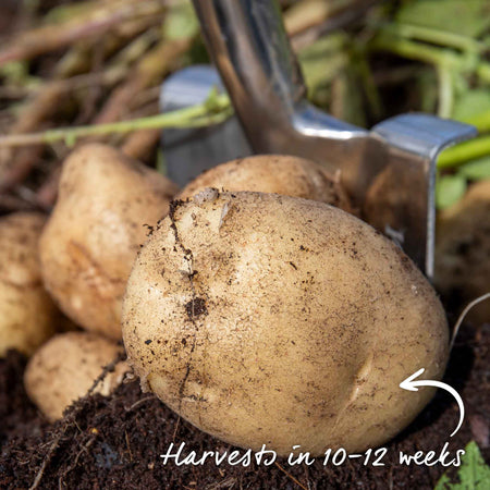 Seed Potato 'McCain Premier'