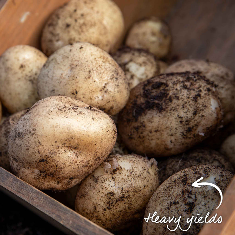 Seed Potato 'McCain Premier'