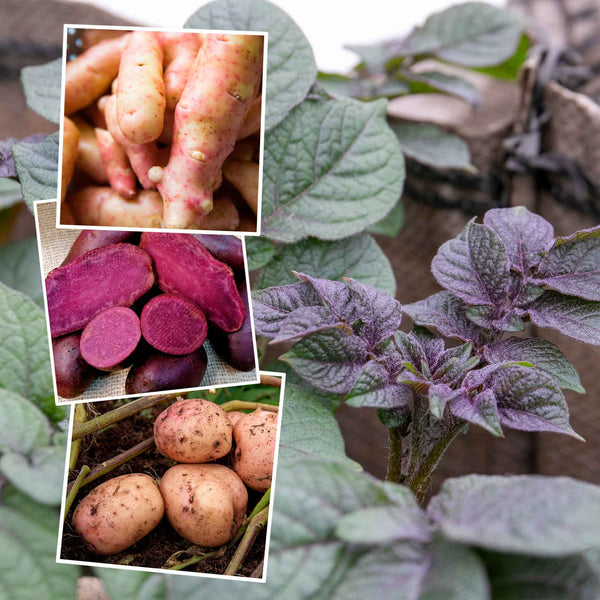 Seed Potato 'Artisan Collection'