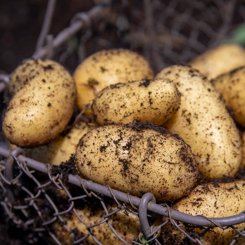 Seed Potato 'Jazzy' Christmas Harvest