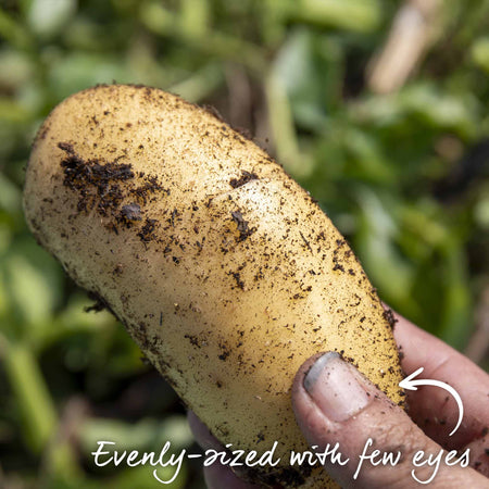 Seed Potato 'Jazzy' Christmas Harvest