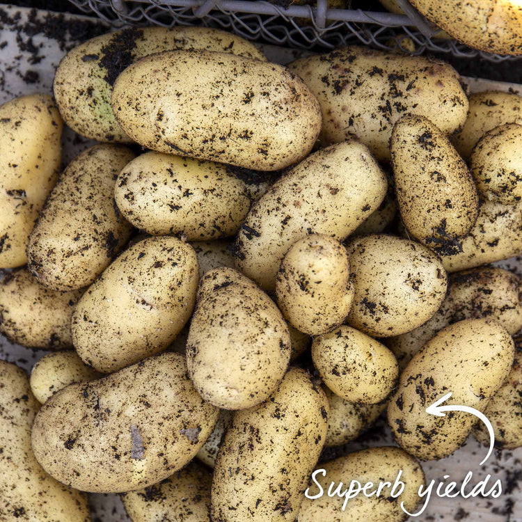 Seed Potato 'Jazzy' Christmas Harvest