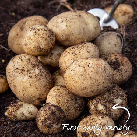 Organic Seed Potato Collection