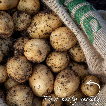 Organic Seed Potato Collection