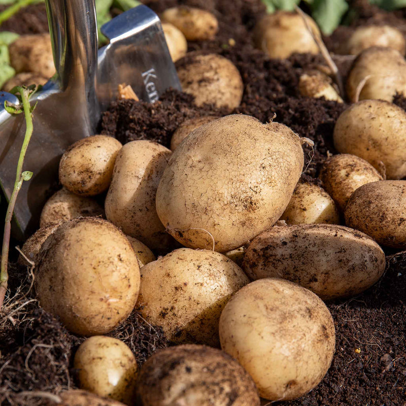 Seed Potato 'Casablanca'