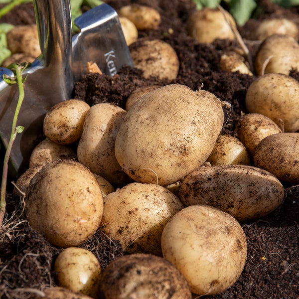 Organic Seed Potato 'Casablanca'