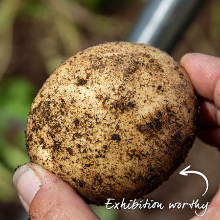 Seed Potato 'Casablanca'