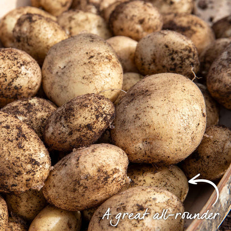 Seed Potato 'Casablanca'