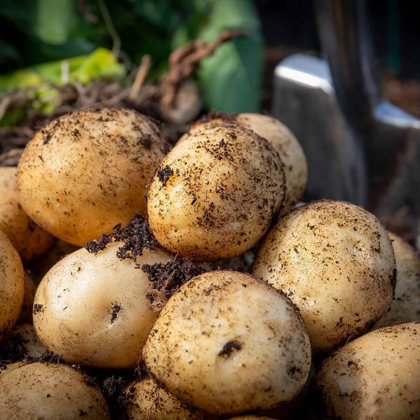 Organic Seed Potato 'Colleen'